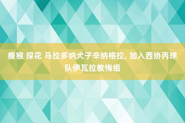 瘦猴 探花 马拉多纳犬子辛纳格拉， 加入西协丙球队伊瓦拉教悔组