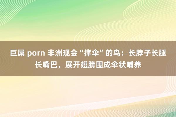 巨屌 porn 非洲现会“撑伞”的鸟：长脖子长腿长嘴巴，展开翅膀围成伞状哺养